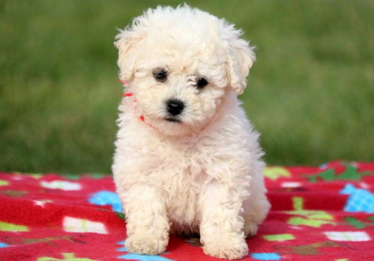 Bichon Frise Dog Breed