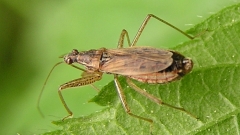 Nabidae bugs